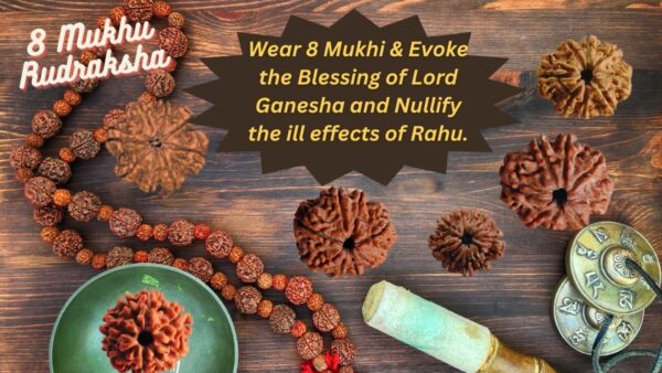 8 Mukhi Rudraksha: Importance, Power, Benefits & Mantra