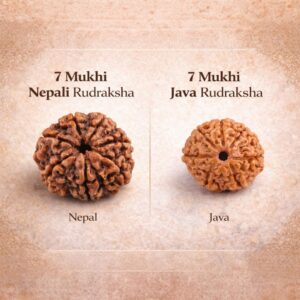 Natural seven mukhi rudraksha bead