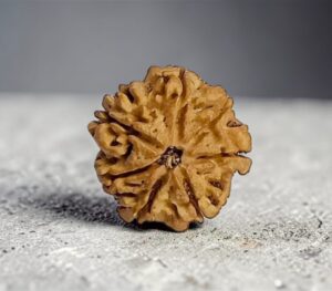 original 7 mukhi rudraksha nepal bead