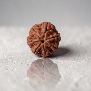 original 7 mukhi rudraksha nepal bead
