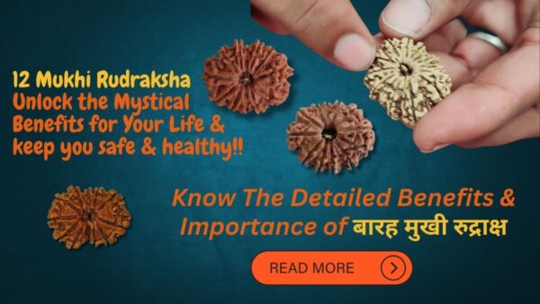 12 Mukhi Rudraksha - Significance, Benefits, Power