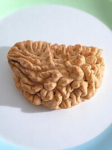 1 Mukhi Half-Moon Rudraksha-Collector