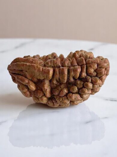 1 Mukhi Half-Moon Rudraksha-Large