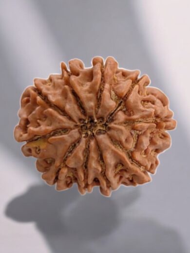 10 Mukhi Nepal Rudraksha-Large