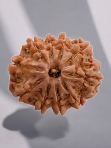 10 Mukhi Nepal Rudraksha-Large