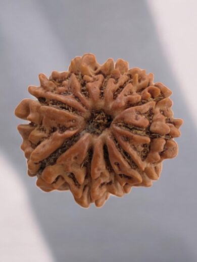 10 Mukhi Nepal Rudraksha-Regular
