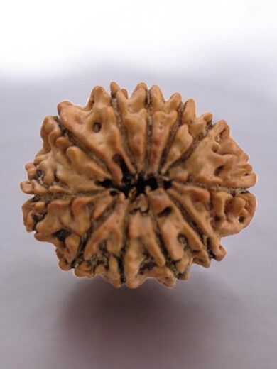 11 Mukhi Nepal Rudraksha-Collector