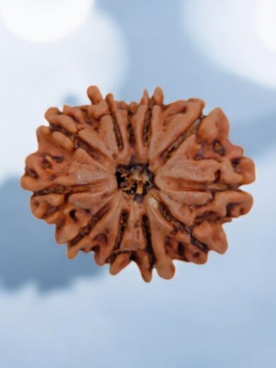 11 Mukhi Nepal Rudraksha-Large