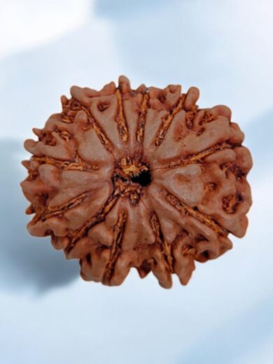 11 Mukhi Nepal Rudraksha-Regular