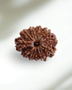 11 Mukhi Nepal Rudraksha-Collector