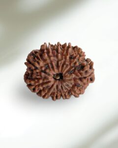 11 Mukhi Nepal Rudraksha-Collector