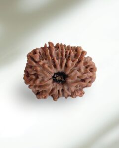 11 Mukhi Nepal Rudraksha-Large