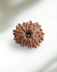 11 Mukhi Nepal Rudraksha-Regular