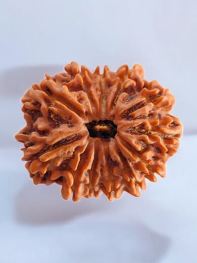 12 Mukhi Nepal Rudraksha-Large