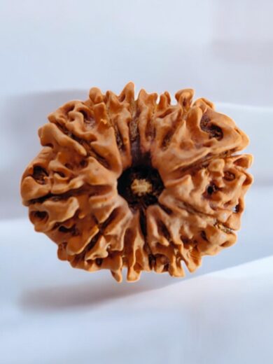 12 Mukhi Nepal Rudraksha-Regular