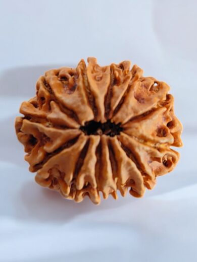 12 Mukhi Nepal Rudraksha-Regular