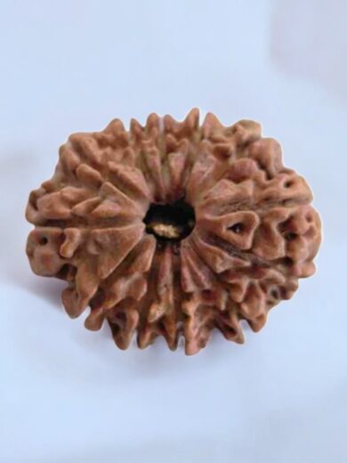 12 Mukhi Nepal Rudraksha-Collector