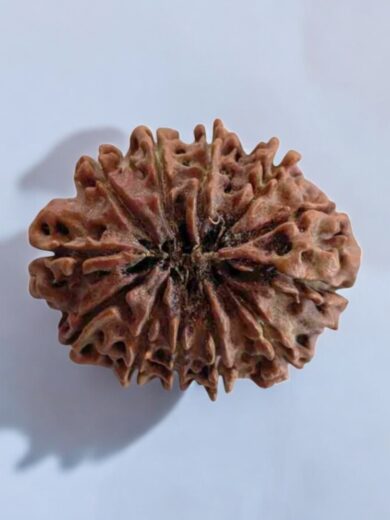 12 Mukhi Nepal Rudraksha-Collector