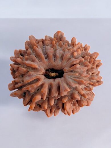 13 Mukhi Nepal Rudraksha-Regular