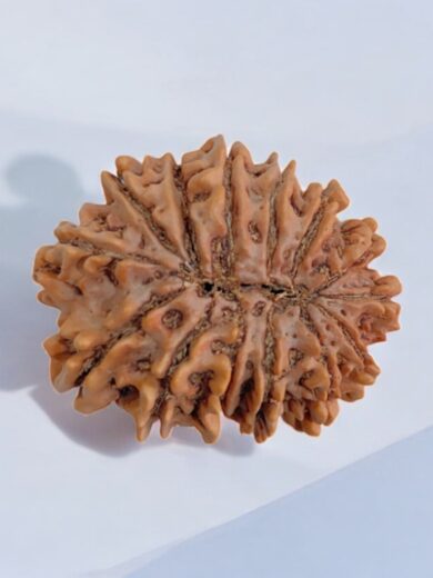 14 Mukhi Rudraksha Collector
