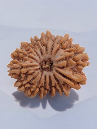 14 Mukhi Rudraksha Collector
