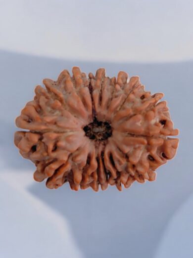 14 Mukhi Rudraksha Large