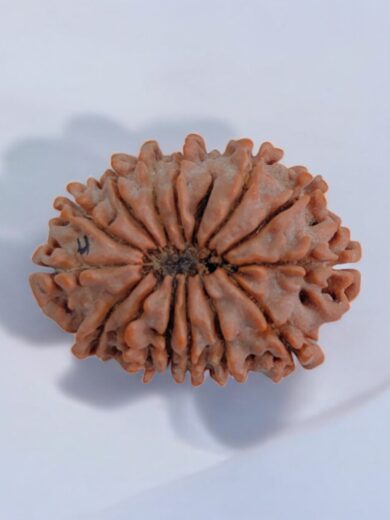 14 Mukhi Rudraksha Large