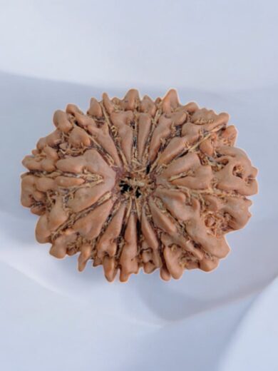 14 Mukhi Rudraksha Regular