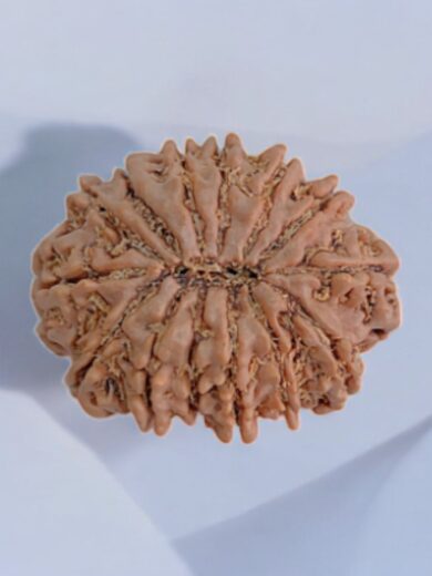 14 Mukhi Rudraksha Regular