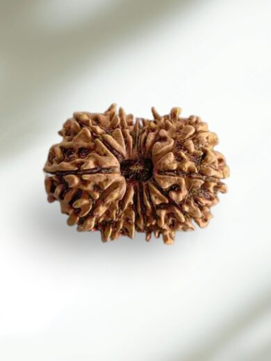 15 Mukhi Nepal Rudraksha-Collector