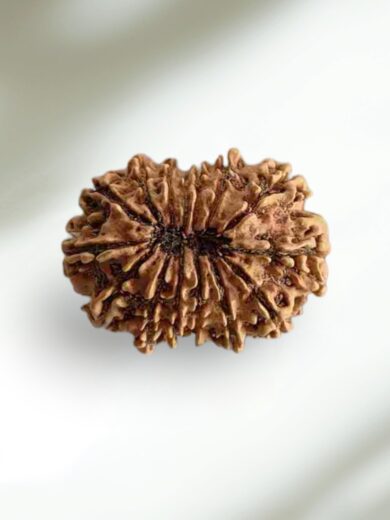 15 Mukhi Nepal Rudraksha-Collector