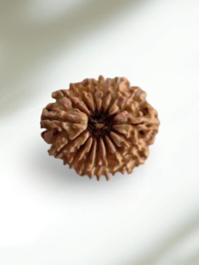 15 Mukhi Nepal Rudraksha-Large