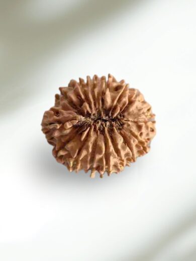 15 Mukhi Nepal Rudraksha-Large