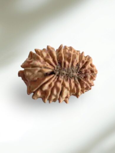 16 Mukhi Rudraksha-Regular