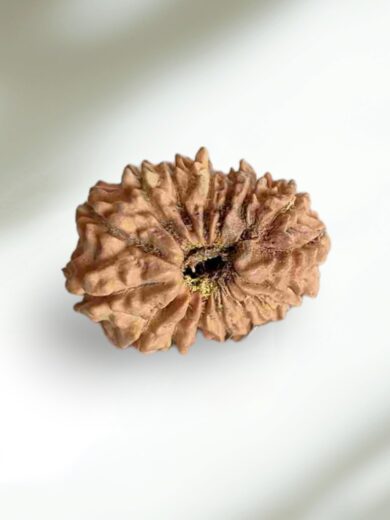 16 Mukhi Rudraksha-Regular