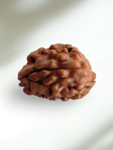2 Mukhi Indian Rudraksha-Collector