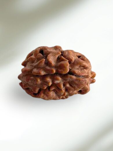 2 Mukhi Indian Rudraksha-Collector