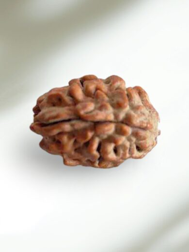 2 Mukhi Indian Rudraksha-Large