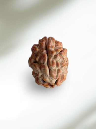 2 Mukhi Indian Rudraksha-Large