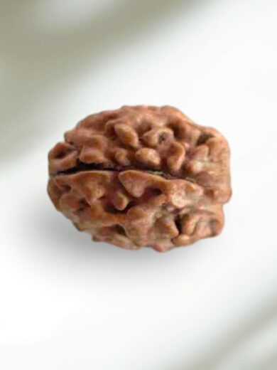 2 Mukhi Indian Rudraksha-Regular