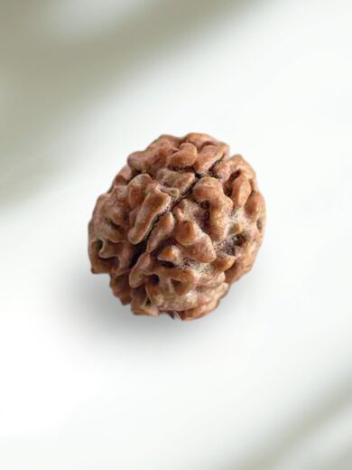 2 Mukhi Indian Rudraksha-Regular