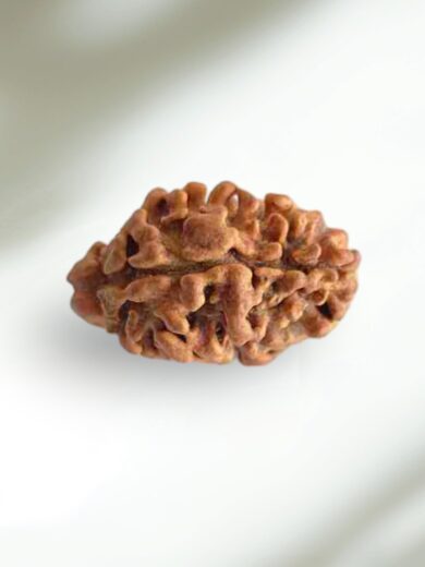 2 Mukhi Nepal Rudraksha-Collector