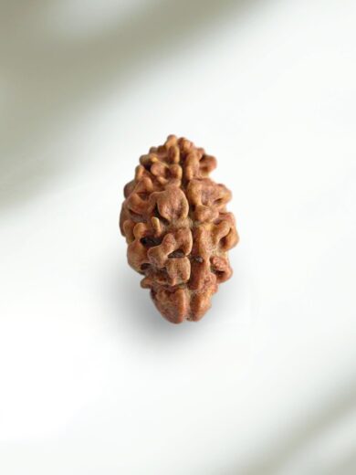 2 Mukhi Nepal Rudraksha-Collector