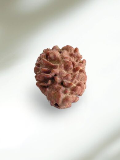 2 Mukhi Nepal Rudraksha-Large