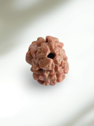 2 Mukhi Nepal Rudraksha-Regular