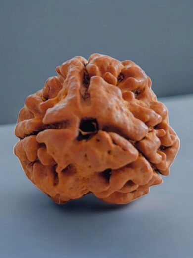 3-Mukhi-Nepali-Rudraksha-Collector