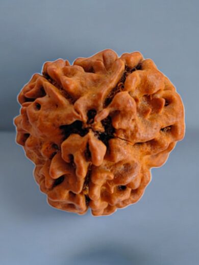 3-Mukhi-Nepali-Rudraksha-Collector