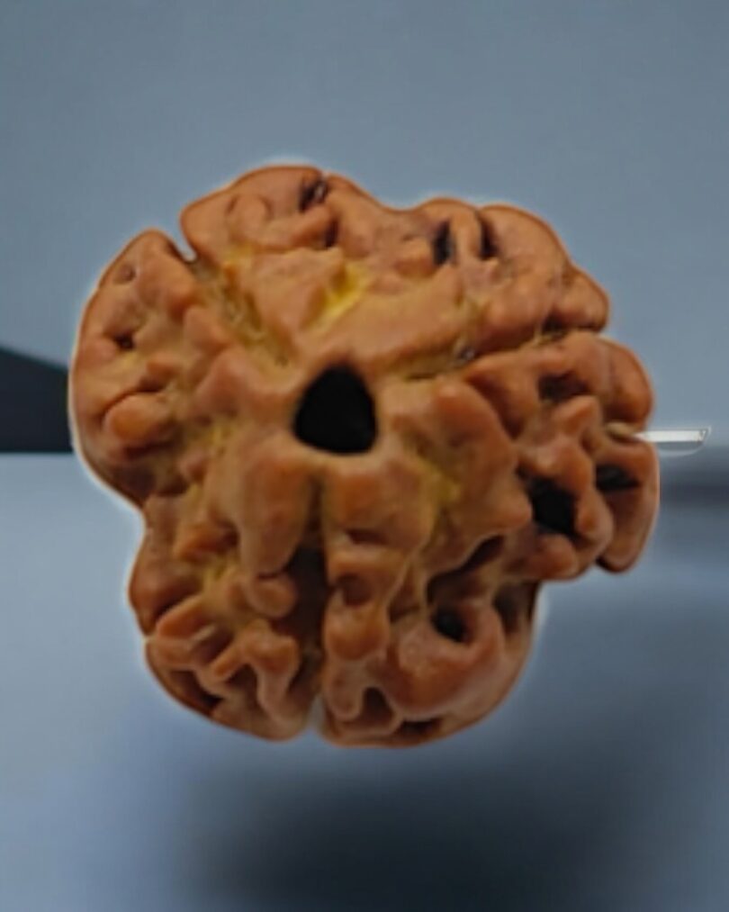 3-Mukhi-Nepali-Rudraksha-Regular