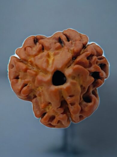 3-Mukhi-Nepali-Rudraksha-Regular