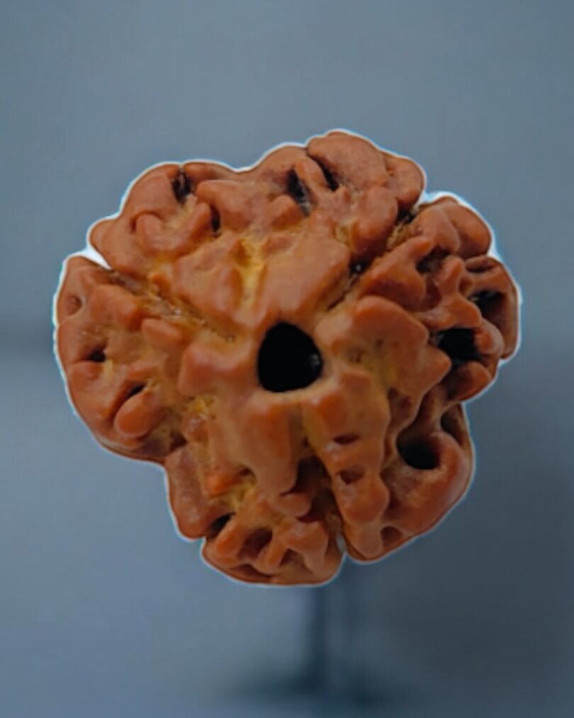 3-Mukhi-Nepali-Rudraksha-Regular